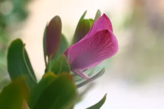 Carl Zeiss Jena DDR Pancolar Electric 50mm f1.8 (M42) - 00004076.webp