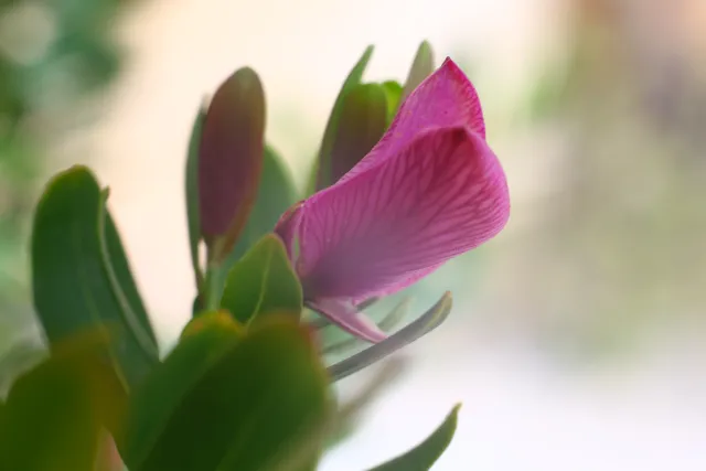 Carl Zeiss Jena DDR Pancolar Electric 50mm f1.8 (M42) - 00004076.webp