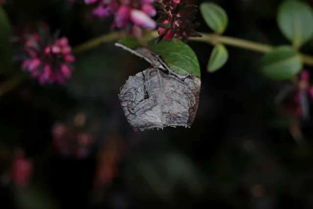 Carl Zeiss Jena Tessar 50mm f2.8 (M42) - 00005102.webp