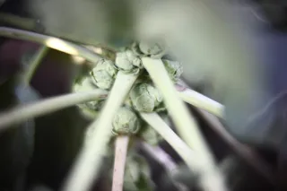 KOWA SUPER PROMINAR-16 50mm f1.2 Eiki 16mm (DIY) - 00002045.webp