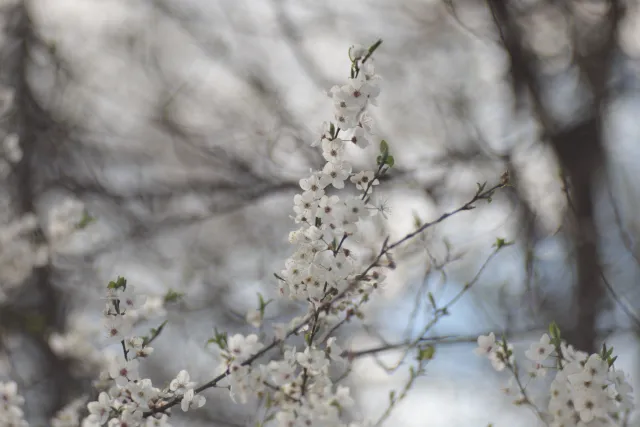 Helios 100mm f2 Mini Cyclop (M42) - z noktowizora - 00005670.webp