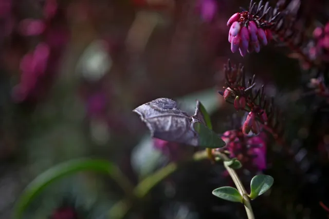 Feinmess Dresden Bonotar 105mm f4.5 V (M42) - 00005175.webp