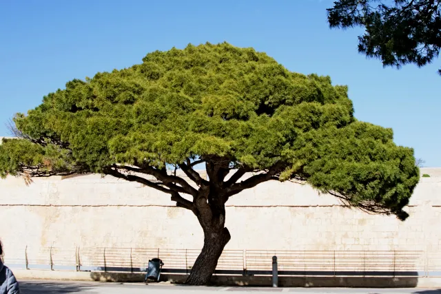 Tamron 28-300mm F3.5-6.3 (EF) - 00003687.webp