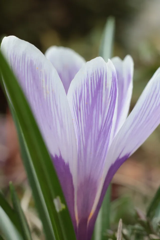 Yashica Lens ML 50mm f1.9 (CY) - 00005362.webp