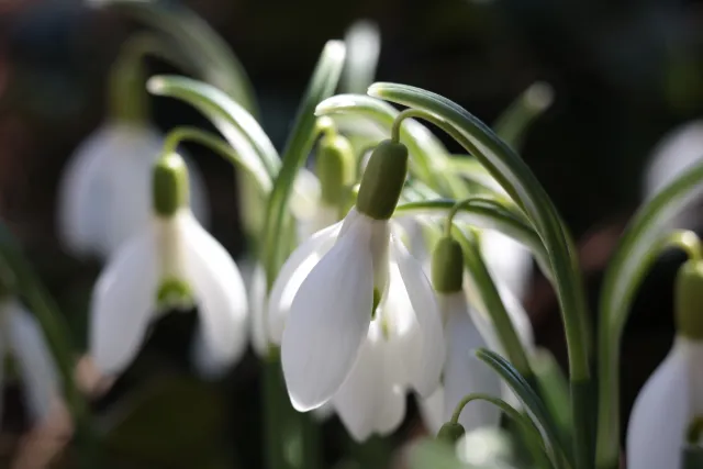 Canon Macro Lens FD 50mm f3.5 S.S.C. (FD) - 00004937.webp