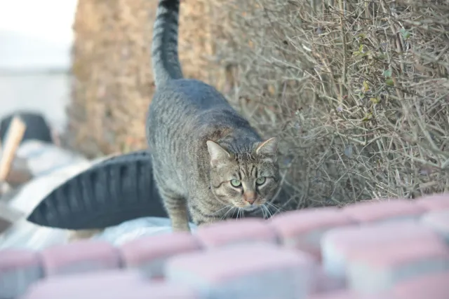 ISCO-Göttingen Isconar 135mm f4 (M42) - 00004962.webp