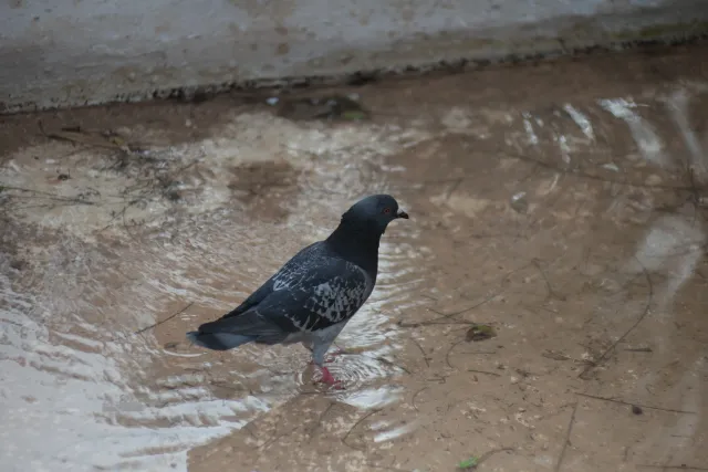 Tair-11A 135mm f2.8 (M42) - 00004139.webp