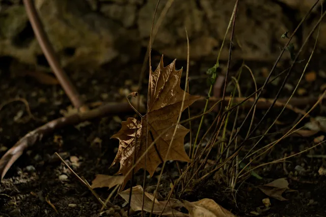 Zenith Helios-77M-4 50mm f1.8 VOMZ (M42) - 00001055.webp