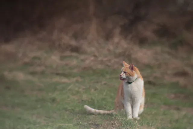 Helios 100mm f2 Mini Cyclop (M42) - z noktowizora - 00005681.webp