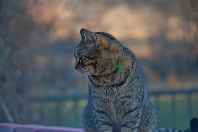 ISCO-Göttingen Isconar 135mm f4 (M42) - 00004965.webp