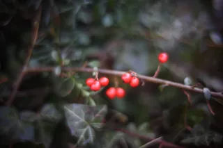 KOWA SUPER PROMINAR-16 50mm f1.2 Eiki 16mm (DIY) - 00001983.webp