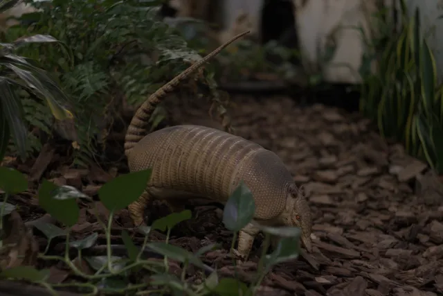 Zenith Helios-77M-4 50mm f1.8 VOMZ (M42) - 00001394.webp