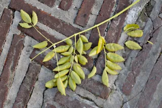 Zenith Helios-77M-4 50mm f1.8 VOMZ (M42) - 00001027.webp