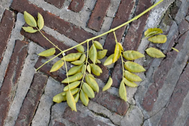 Zenith Helios-77M-4 50mm f1.8 VOMZ (M42) - 00001027.webp