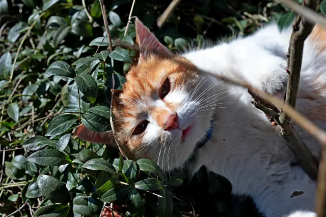 Canon Macro Lens FD 50mm f3.5 S.S.C. (FD) - 00004930.webp