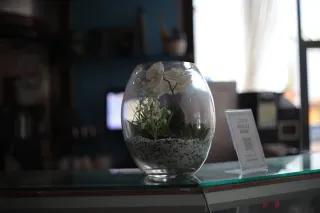 Carl Zeiss Jena DDR Pancolar Electric 50mm f1.8 (M42) - 00003264.webp