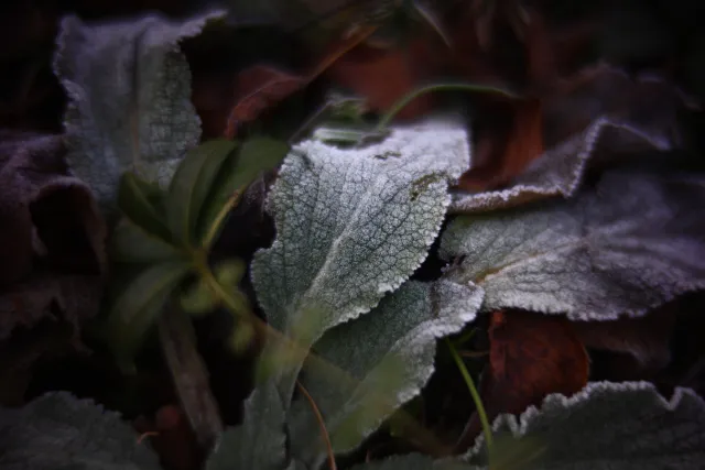 KOWA SUPER PROMINAR-16 50mm f1.2 Eiki 16mm (DIY) - 00001960.webp