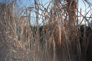 Auto Exaktar EEM 35mm f2.8 ( Minolta MD) - 00001995.webp