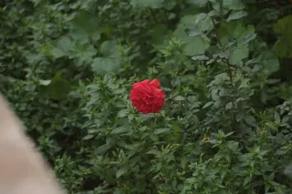 Tair-11A 135mm f2.8 (M42) - 00003327.webp