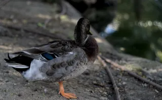 Zenith Helios-77M-4 50mm f1.8 VOMZ (M42) - 00001090.webp