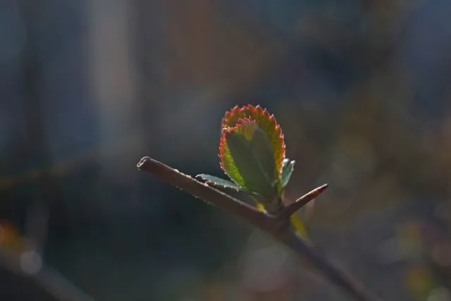 Kilfitt Makro-Kilar D f2.8 40mm (EXA) - 00005302.webp