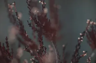 Carl Zeiss Jena DDR S 180mm f2.8 Zebra (M42) - 00004761.webp