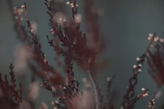 Carl Zeiss Jena DDR S 180mm f2.8 Zebra (M42) - 00004761.webp