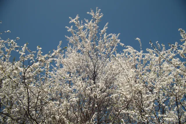 Vivitar Series 1 28-105mm f2.8-3.8 VMC Macro (Olympus OM) - 00005509.webp