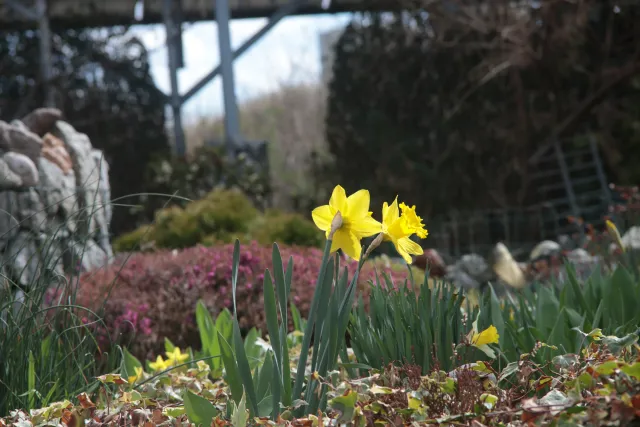 SMC Pentax 45-125mm f4 (Pentax-K) - 00005699.webp