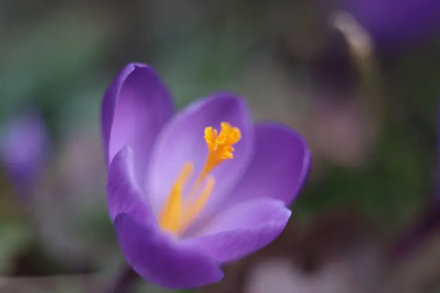 Fujinon 55mm f2.2 (M42) - 00005086.webp