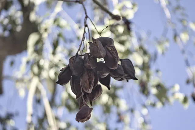 Industar-50-2 50mm f3.5 (M42) - 00002407.webp