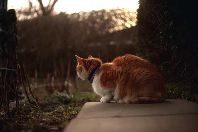 Yashica Lens DSB 55mm f2 (CY) - 00005399.webp