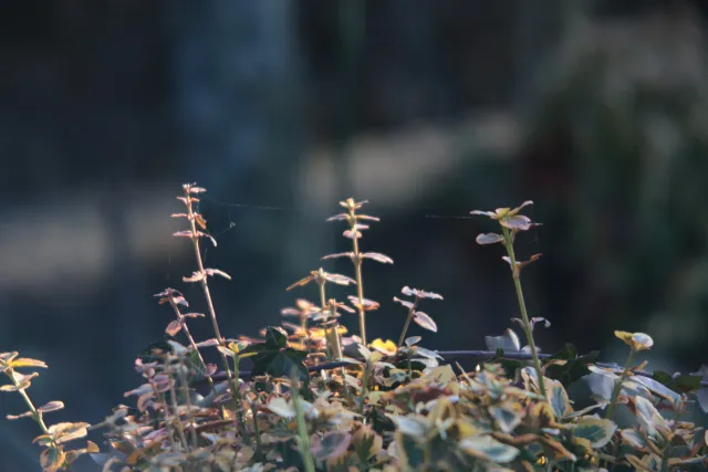 ISCO-Göttingen Isconar 135mm f4 (M42) - 00004957.webp