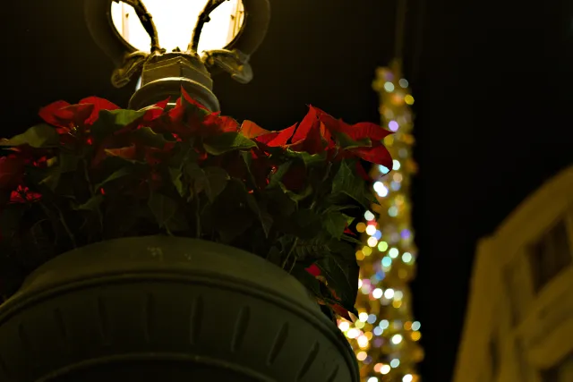 Zenith Helios-77M-4 50mm f1.8 VOMZ (M42) - 00000956.webp