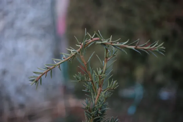 Kilfitt Makro-Kilar D f2.8 40mm (EXA) - 00004892.webp