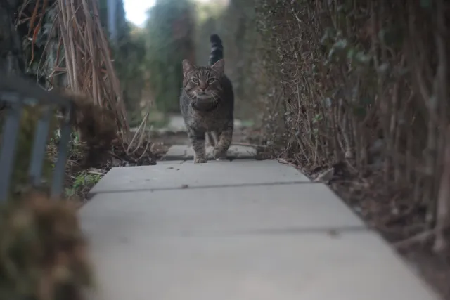 Helios 44-2 (M42) - 00005124.webp