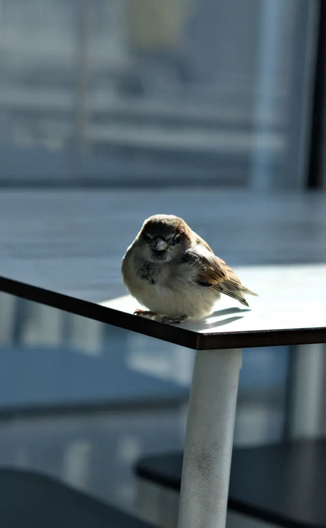 Zenith Helios-77M-4 50mm f1.8 VOMZ (M42) - 00001273.webp