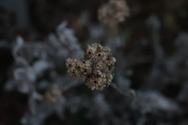 Kilfitt Makro-Kilar D f2.8 40mm (EXA) - 00004878.webp