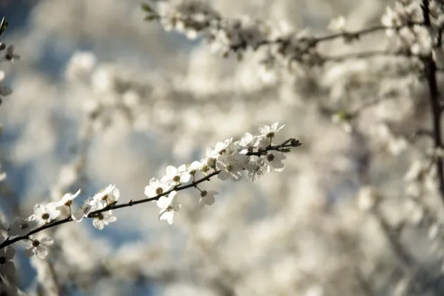 Vivitar Series 1 28-105mm f2.8-3.8 VMC Macro (Olympus OM) - 00005519.webp