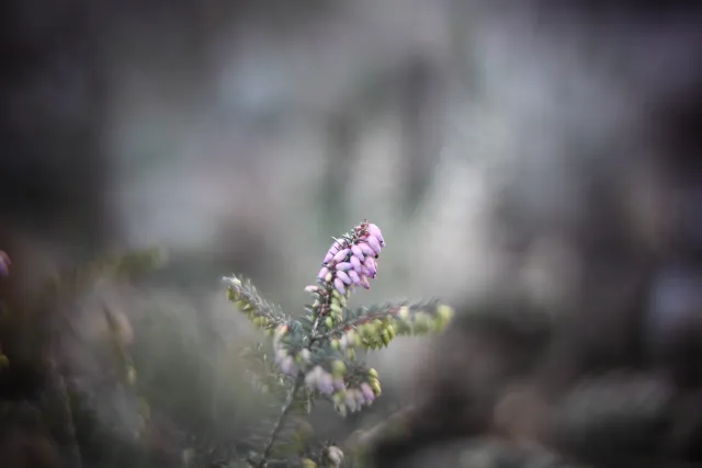 KOWA SUPER PROMINAR-16 50mm f1.2 Eiki 16mm (DIY) - 00002020.webp