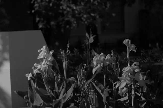 Zenith Helios-77M-4 50mm f1.8 VOMZ (M42) - 00000059.webp