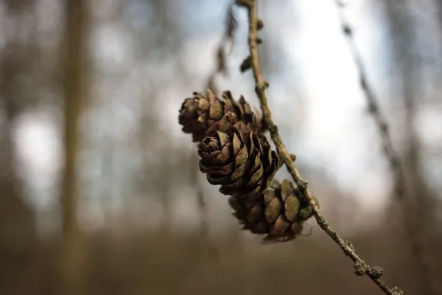 Kilfitt Makro-Kilar D f2.8 40mm (EXA) - 00005319.webp