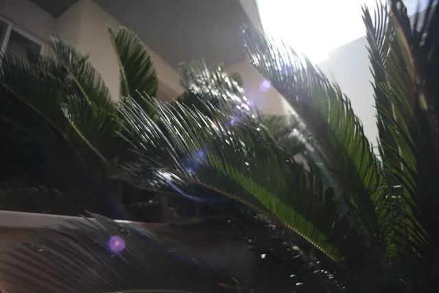 Carl Zeiss Flektogon f4 20mm (m42).md - 00003286.webp