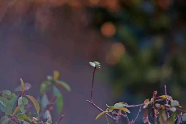 ISCO-Göttingen Isconar 135mm f4 (M42) - 00004958.webp