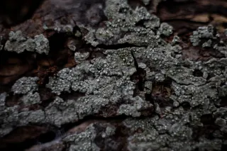 Carl Zeiss Jena DDR Pancolar Electric 50mm f1.8 (M42) - 00004477.webp