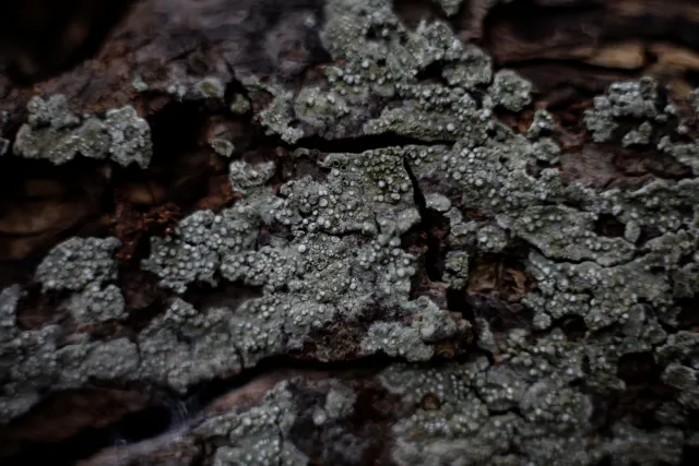 Carl Zeiss Jena DDR Pancolar Electric 50mm f1.8 (M42) - 00004477.webp