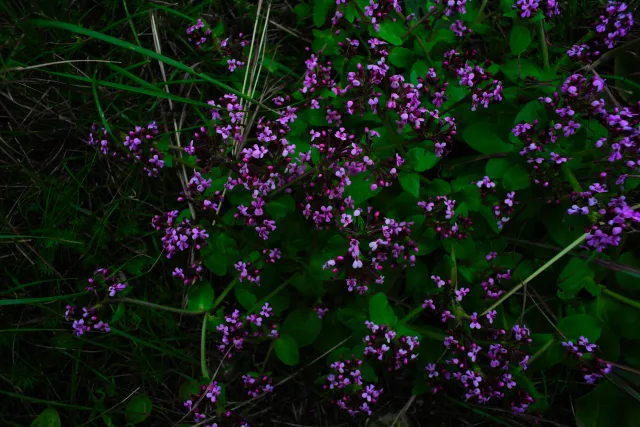 Carl Zeiss Flektogon f4 20mm (m42).md - 00004518.webp