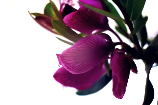 Carl Zeiss Jena DDR Pancolar Electric 50mm f1.8 (M42) - 00004078.webp