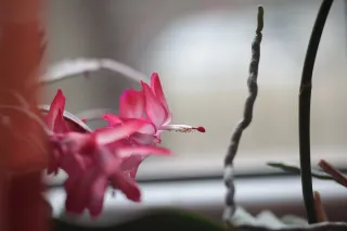 PZO Krytar 85mm f2.8 (DIY) - 00001551.webp