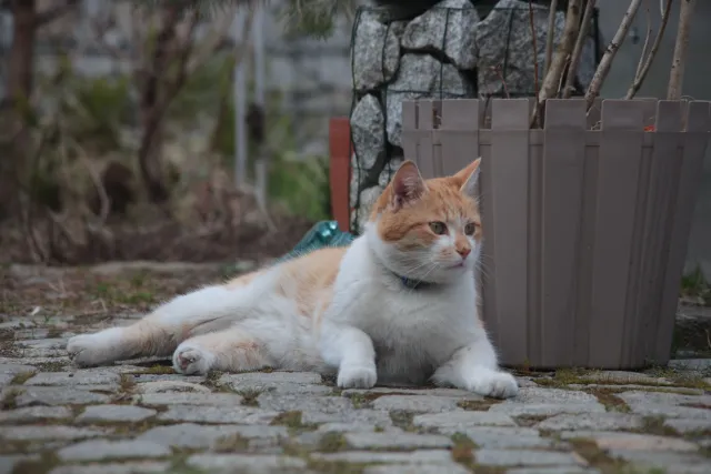 Formula 5 Gold Crown Macro Zoom 60-150mm f4 MC (M42) - 00005018.webp